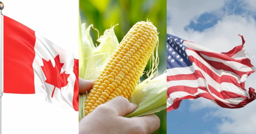 Canada joins the US and asks Mexico for consultations on the importation of GMOs