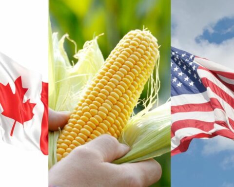 Canada joins the US and asks Mexico for consultations on the importation of GMOs