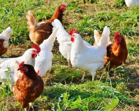 Central America on health alert due to more cases of bird flu