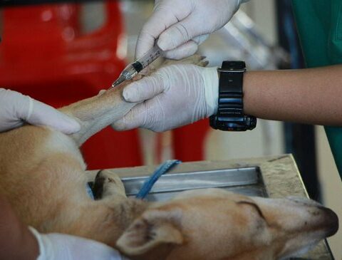 Chip and sterilize pets: how much does it cost to comply with the new standard?