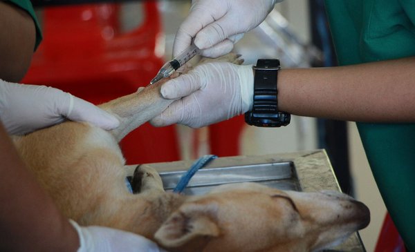 Chip and sterilize pets: how much does it cost to comply with the new standard?