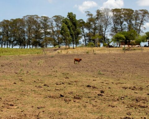 Cities in Rio Grande do Sul will receive another R$ 701,000 to combat drought