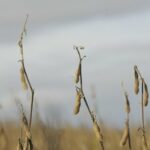 Collapse in soybean production: at most, a third of last year