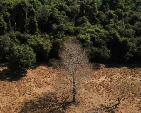 Combating deforestation is a priority to mitigate climate change