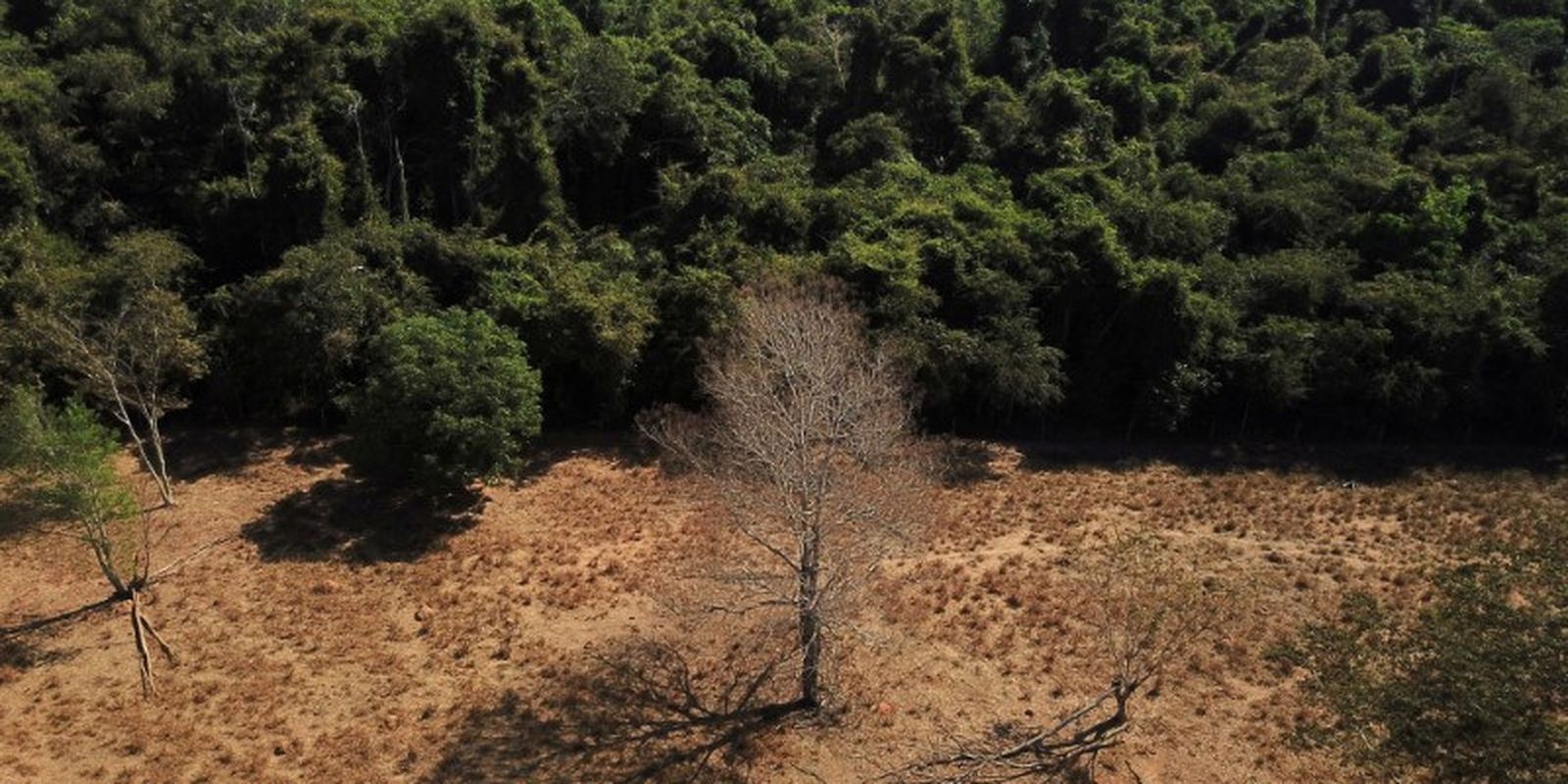Combating deforestation is a priority to mitigate climate change