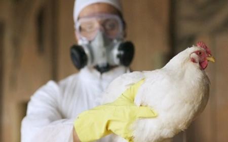 Confirm the second positive case of avian influenza in poultry