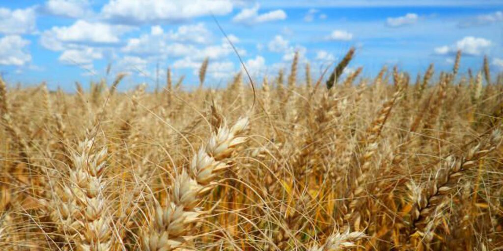 Council has until April 5 to decide on GM wheat