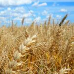 Council has until April 5 to decide on GM wheat