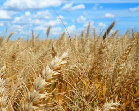 Council has until April 5 to decide on GM wheat