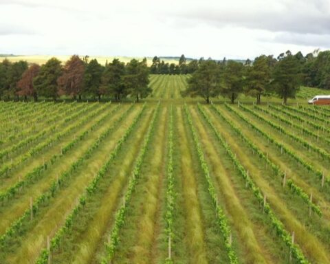 DPU asks the Supreme Court for expropriation of properties used in slave labor