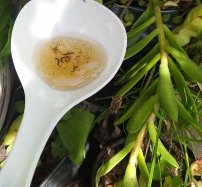 Dengue epidemic: Santa Cruz went from registering 22 to 233 cases per day