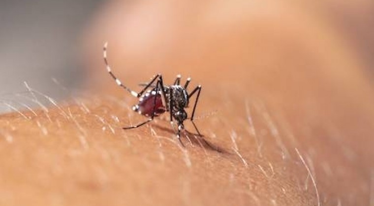 Detect encephalitis in patients with chikungunya