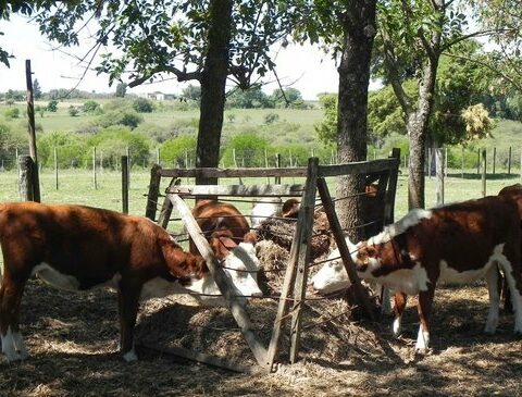 Drought: US$ 5 million in the rations operation with 75% subsidy