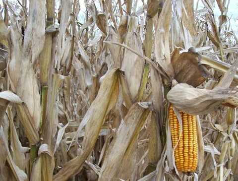 Drought losses at full steam toward $2 billion