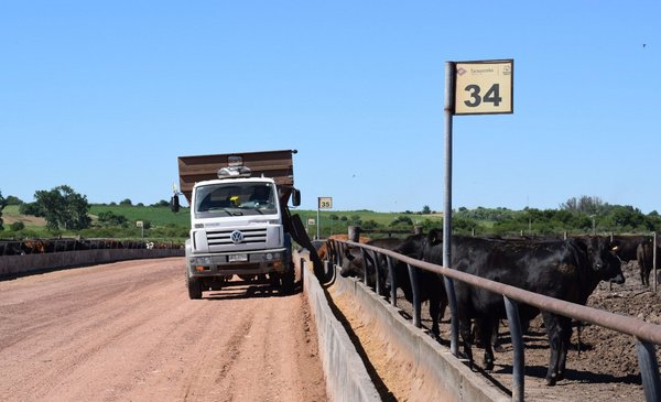 Drought: the price of the steer rises to US$ 4 and the situation is dramatic in crops