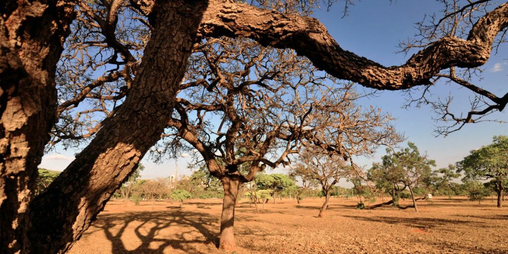 Environmentalists denounce degradation of water resources in the Cerrado