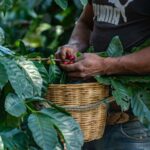 Final short list to choose manager of the Federation of Coffee Growers