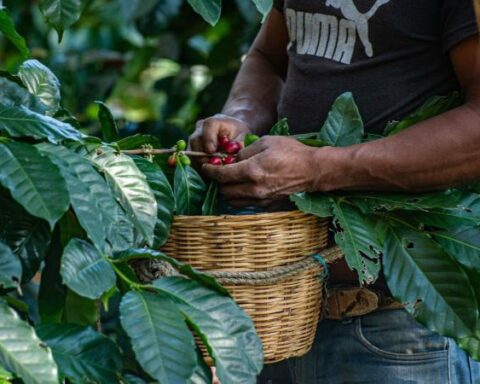 Final short list to choose manager of the Federation of Coffee Growers