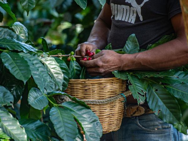 Final short list to choose manager of the Federation of Coffee Growers
