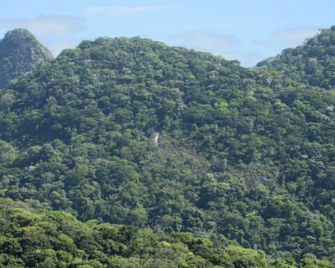 Fiocruz project will restore the Atlantic Forest area in Rio