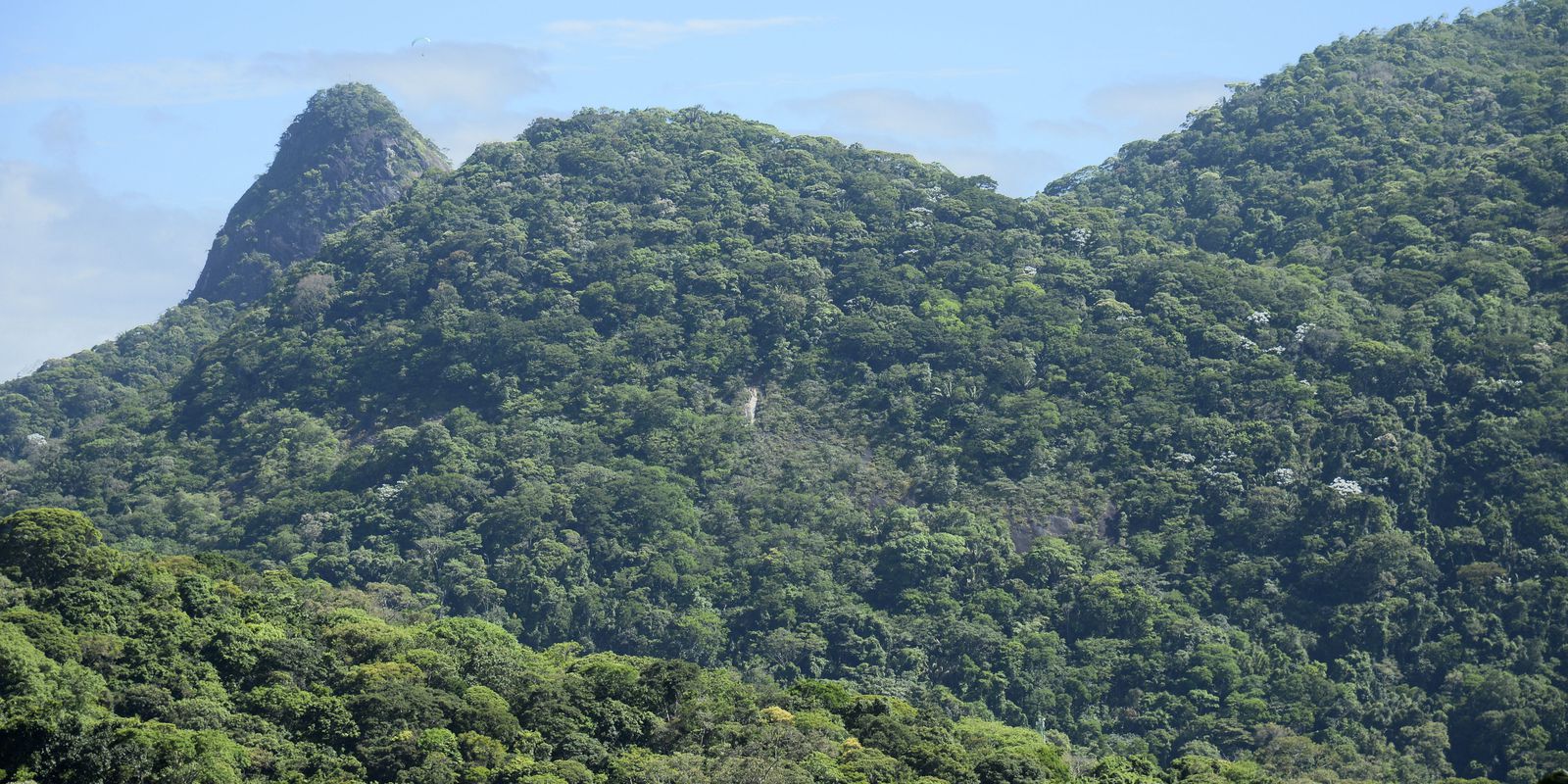 Fiocruz project will restore the Atlantic Forest area in Rio