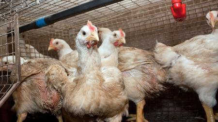 For the first case of influenza in poultry, Senasa suspended exports