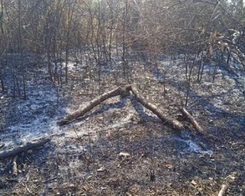 Incendio forestal en Los Palacios, Pinar del Río