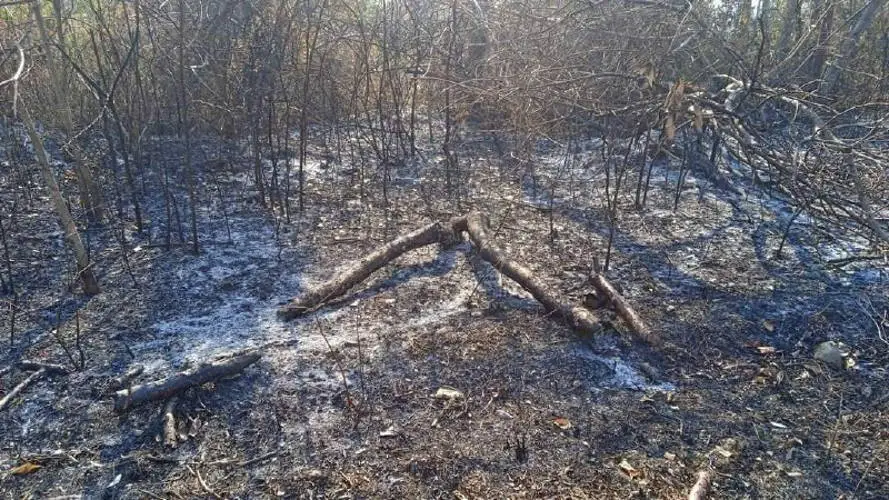 Incendio forestal en Los Palacios, Pinar del Río