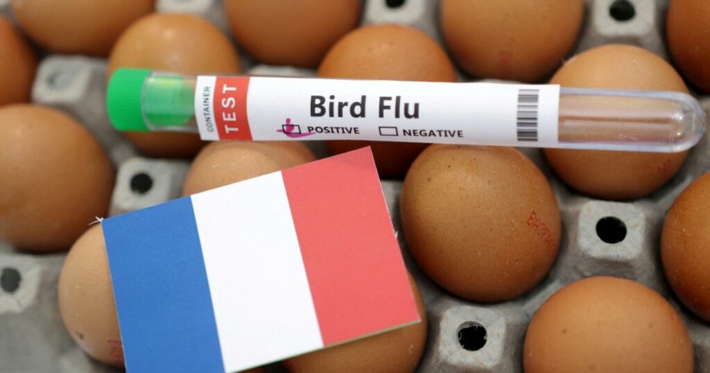 France reports bird flu outbreak in red foxes near Paris