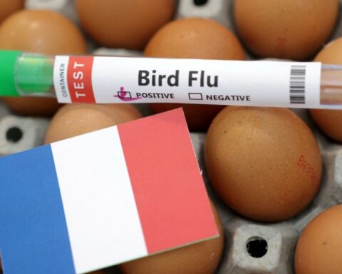 France reports bird flu outbreak in red foxes near Paris