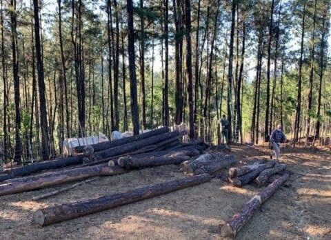 De Valle Nuevo a Loma Novillero: abundan crímenes ecológicos en RD