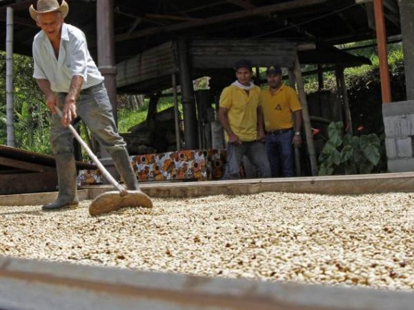 Government asked for more candidates for management of the Federation of Coffee Growers