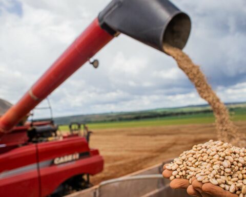 Increased temperature will affect bean production in Brazil