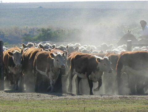 Livestock: the rains do not arrive and we will have to row it, until October?