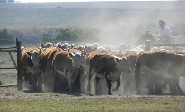 Livestock: the rains do not arrive and we will have to row it, until October?