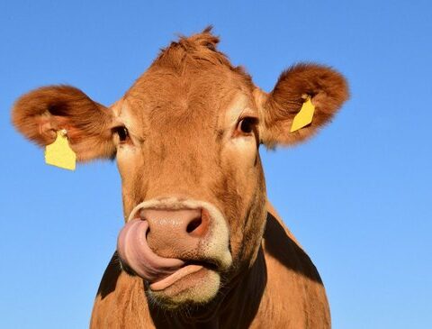 Mad cow chess: Uruguay attentive to a game where Brazil moved and China did not