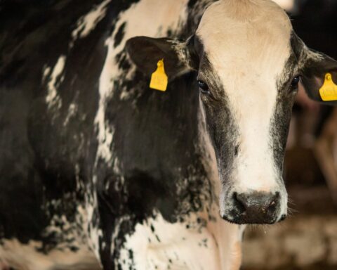 Mad cow: confirmed that recent case is atypical