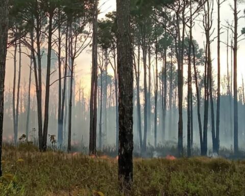 Maderas del Orinoco workers denounce the loss of 8,000 hectares due to fires