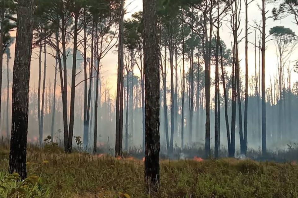 Maderas del Orinoco workers denounce the loss of 8,000 hectares due to fires