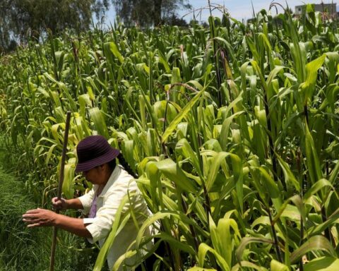 Mexico receives a request from the US to start consultations on transgenic corn