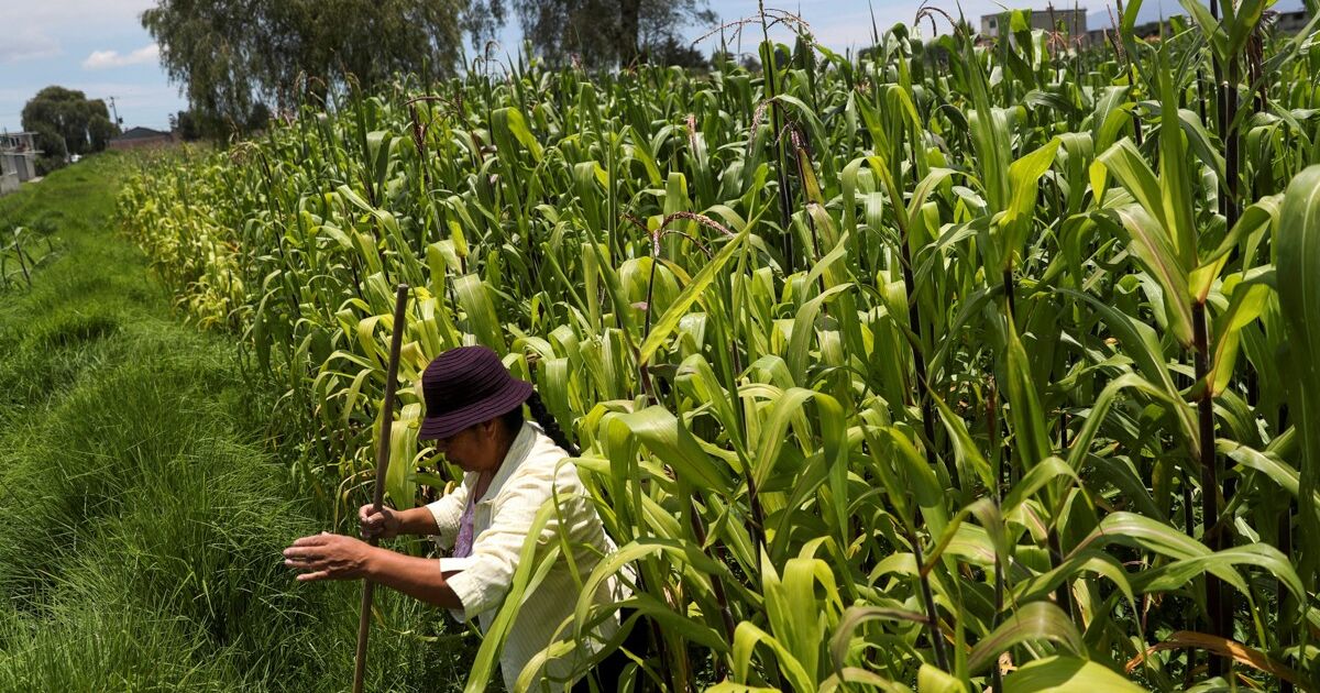 Mexico receives a request from the US to start consultations on transgenic corn