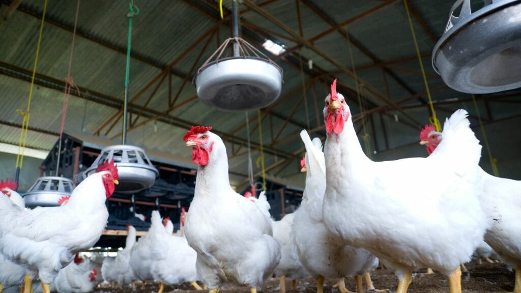 More than 200 thousand chickens died in Mar del Plata and Río Negro due to avian flu