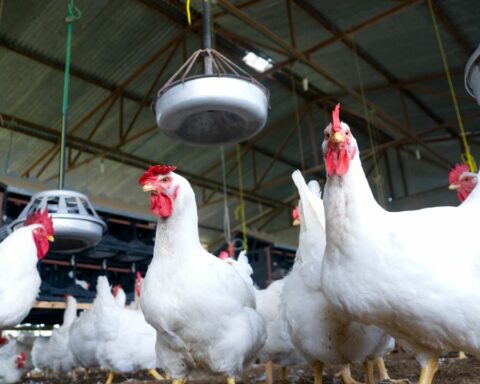 More than 200 thousand chickens died in Mar del Plata and Río Negro due to avian flu
