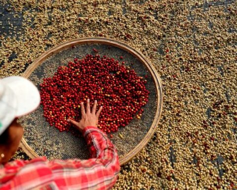 National Committee of Coffee Growers postpones decision of the shortlist for manager