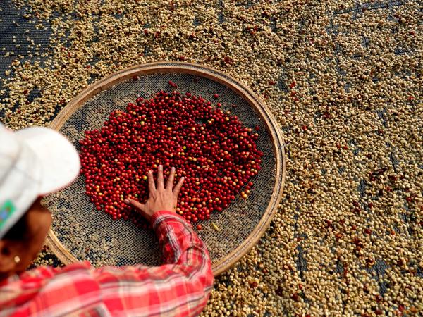 National Committee of Coffee Growers postpones decision of the shortlist for manager