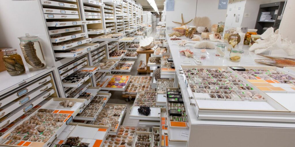 National Museum integrates study on 73 natural history collections