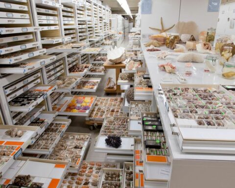 National Museum integrates study on 73 natural history collections