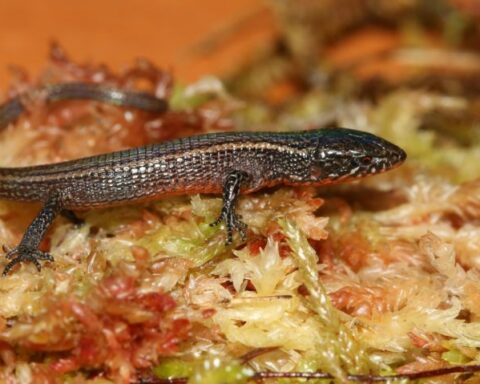 New species of lizard discovered in Peru