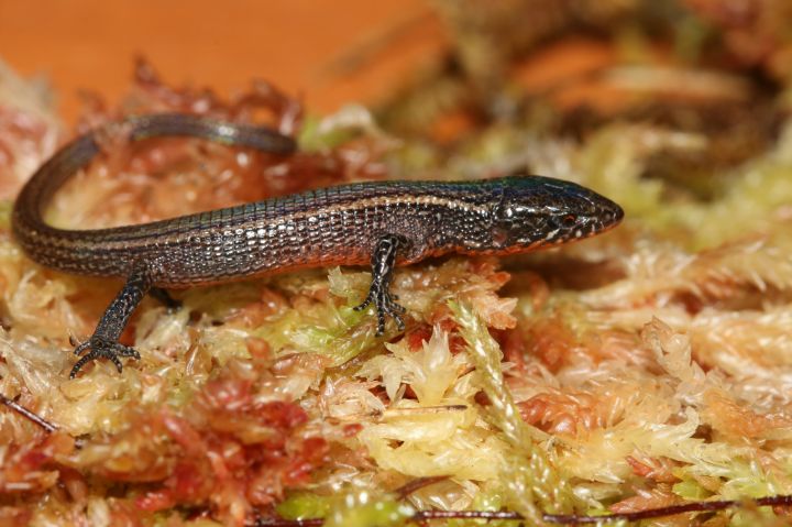 New species of lizard discovered in Peru