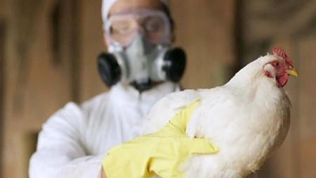 No new cases of avian influenza were registered in the last two days